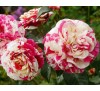 Роза плетистая Ванилль Фрэйз (Vanille Fraise)